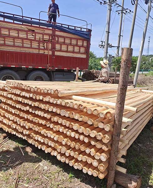 杉木樁在軟土地基中的施工要點是什么？